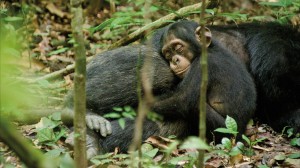 chimp1_hires