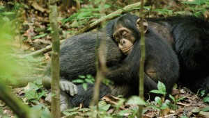 chimp1_hires