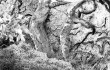 James Blake’s “Coastal Oaks at Montecito”