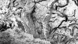 James Blake’s “Coastal Oaks at Montecito”