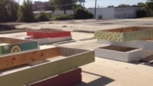 SOME OF THE STOLEN GARDEN BEDS.