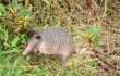 armadillo