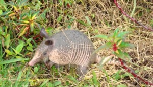 armadillo