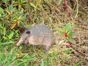 armadillo armadillo
