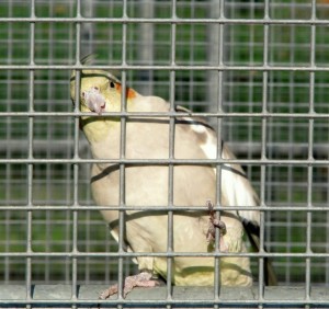 caged bird RANDY TRAVIS IS LIKE A CAGED BIRD THAT SINGS...AND DRINKS A LOT.