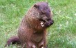 AFTER THE SHOW, NUGENT STRANGLED THIS GROUNDHOG WITH HIS BARE HANDS AND ATE IT RAW.