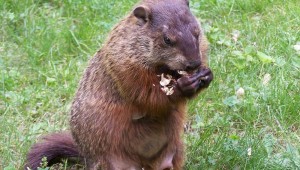 AFTER THE SHOW, NUGENT STRANGLED THIS GROUNDHOG WITH HIS BARE HANDS AND ATE IT RAW.