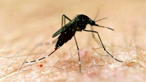 mosquito2