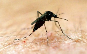 mosquito2