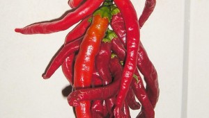 red chili