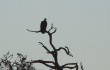 vulture