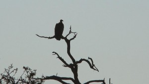 vulture