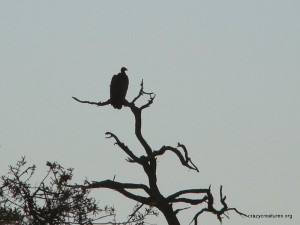 vulture