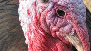 1-turkey head