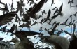 Sea birds fill the skies in "Leviathan."