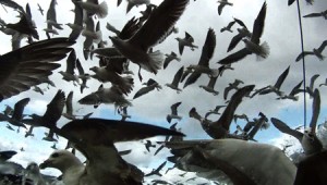 Sea birds fill the skies in "Leviathan."
