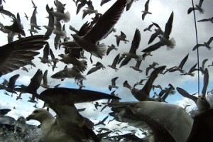 Sea birds fill the skies in "Leviathan."