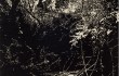 David Conn’s “Fox Hollow”