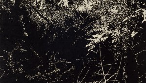 David Conn’s “Fox Hollow”