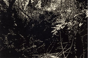 GALLERY David Conn’s “Fox Hollow”
