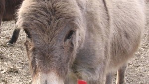 donkeys