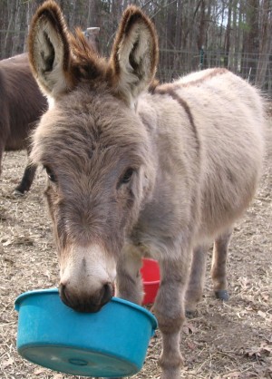 donkeys