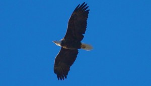 (flicker photo by pmbell64)
