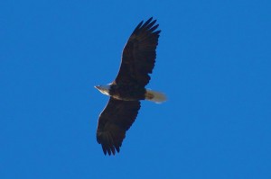 eagle (flicker photo by pmbell64)