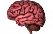 Human brain on white background