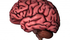 Human brain on white background