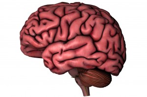 Human brain on white background Human brain on white background