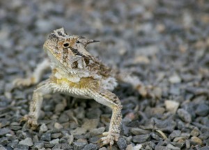 (flickr photo by chipdatajeffb)