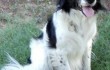 MARK AND CINDY BOLING'S PET DOG LILY WAS SHOT BY A POLICE OFFICER IN 2012. (Facebook photo from Cindy Boling)