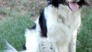 MARK AND CINDY BOLING'S PET DOG LILY WAS SHOT BY A POLICE OFFICER IN 2012. (Facebook photo from Cindy Boling)