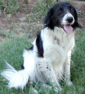 Lily MARK AND CINDY BOLING'S PET DOG LILY WAS SHOT BY A POLICE OFFICER IN 2012. (Facebook photo from Cindy Boling)
