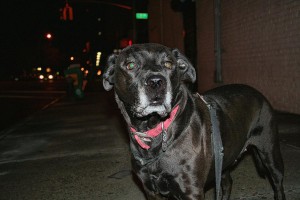 dog dog