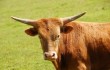 longhorn