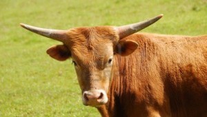 longhorn