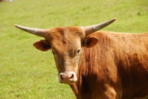 longhorn