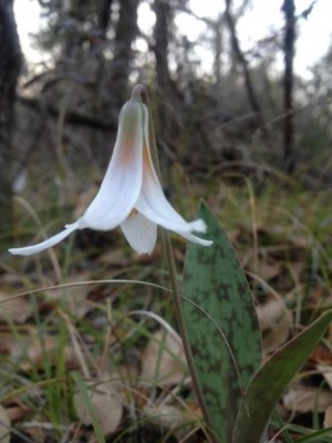 trout lily (photos courtesy of Don Young)