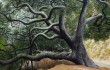 James Blake’s “Oak Tree in Rattlesnake Canyon”