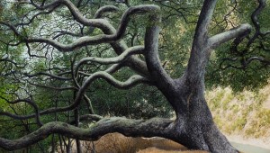 James Blake’s “Oak Tree in Rattlesnake Canyon”