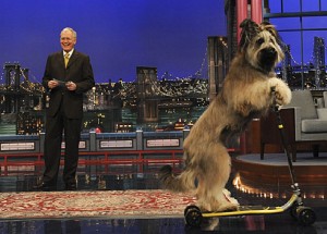 stupid-pet-tricks stupid-pet-tricks