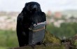 A raven is enlisted as a suicide bomber in "Four Lions."