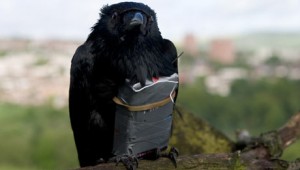 A raven is enlisted as a suicide bomber in "Four Lions."