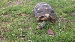 turtles