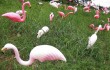 Pink Flamingos & Painted Trees is 7-8pm Wed, May 8 at the Center for Architecture.
