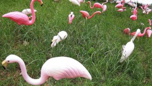 Pink Flamingos & Painted Trees is 7-8pm Wed, May 8 at the Center for Architecture.