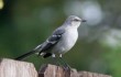 Northern mockingbird: We just don't think you're good enough.