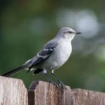 northern mockingbird Northern mockingbird: We just don't think you're good enough.